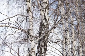 birch trunk in nature