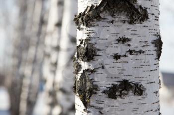 birch trunk as background