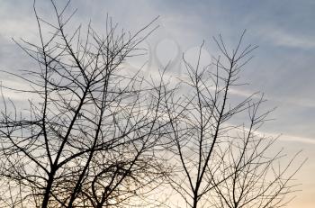 bare tree branches at dawn sun