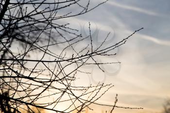 bare tree branches at dawn sun