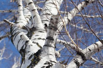 birch against the blue sky