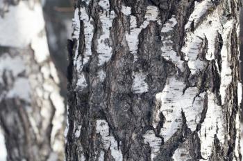 background from the bark of the birch