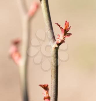 red leaves on a tree branch in the spring