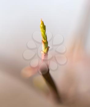 young shoot on the tree