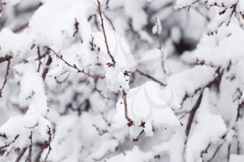 branch of a tree in the snow in the winter