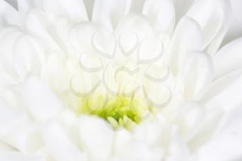 beautiful white flower as a background. close-up