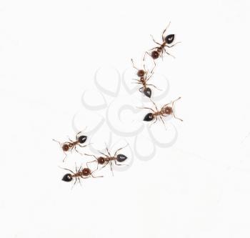 ants on a white wall. close-up