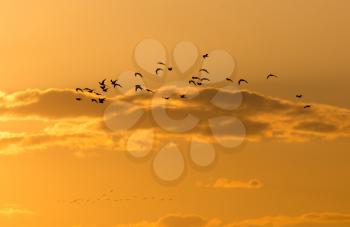 a flock of birds at dawn, the sun