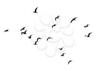 flocks of birds silhouette on a white background