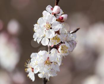 beautiful flowers on a tree in spring