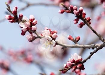 beautiful flowers on a tree in spring