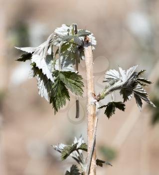 dead raspberry leaves after frost in spring