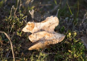 Bone horse on nature