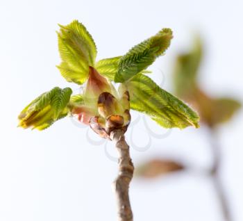 young leaves on the branch of a chestnut in nature