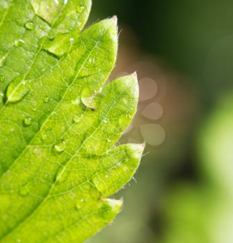 strawberry leaf with rain drops. close-up