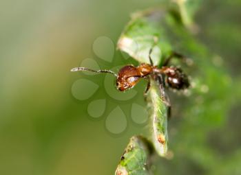 ant in nature. close-up