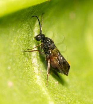 fly on a green leaf in nature. close-up