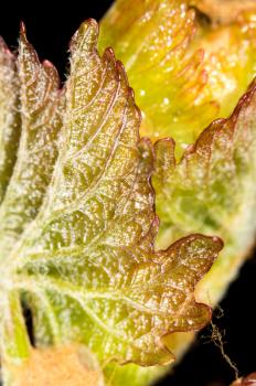 grape leaves. close-up