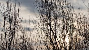 bare tree branches at dawn sun