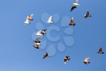 flock of pigeons on blue sky