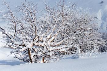 snow on the branches of a tree