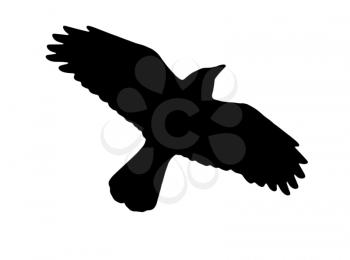 crow silhouette on a white background