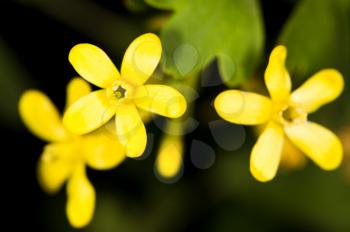 beautiful little yellow flower in nature