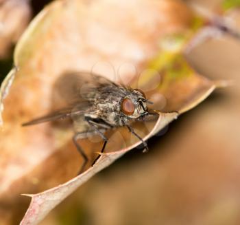 Fly on autumn leaves in nature. close-up