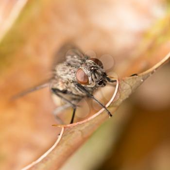 Fly on autumn leaves in nature. close-up