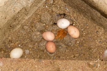 Chicken eggs in the henhouse