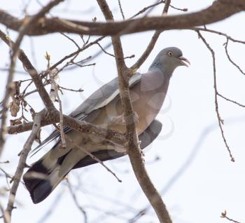 dove on the tree in nature