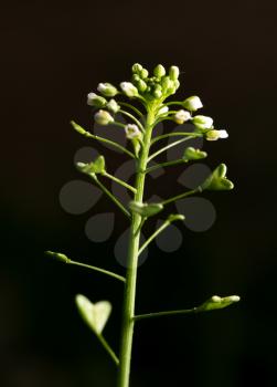 flowering herbs in nature