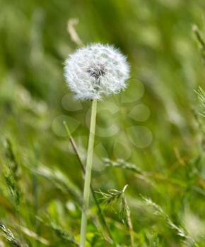 dandelion in the grass on the nature