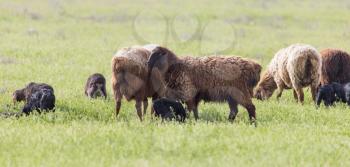 sheep in the pasture in nature