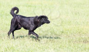 black dog on the nature