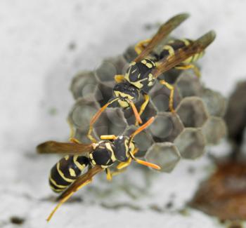 wasp on hives. close-up