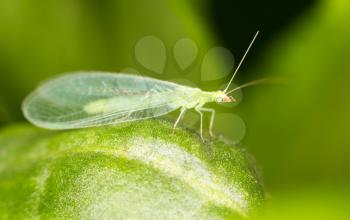 Green leaves taken lacewing flies, close-up images