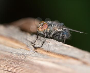 House fly close up
