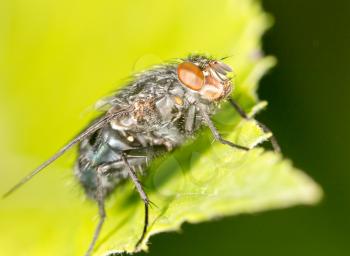 fly on a green leaf. close