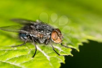 fly on a green leaf. close