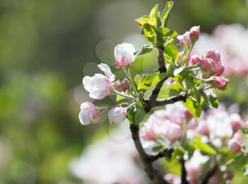 beautiful flowers on the branches of apple trees