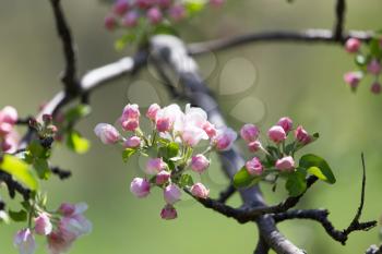 beautiful flowers on the branches of apple trees