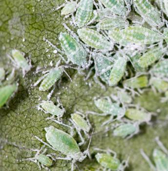 aphids on a green leaf. close