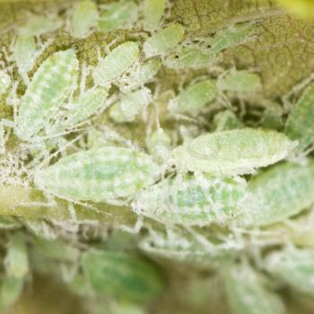 aphids on a green leaf. close