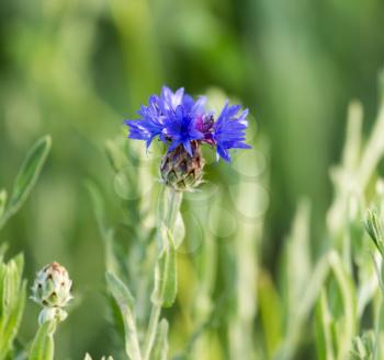 blue flower in nature