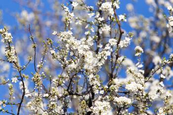 Beautiful flowers on the tree in nature