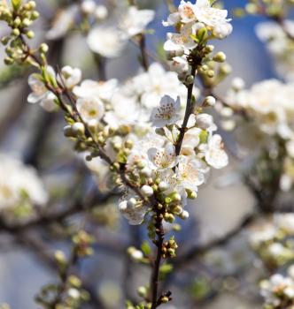 Beautiful flowers on the tree in nature