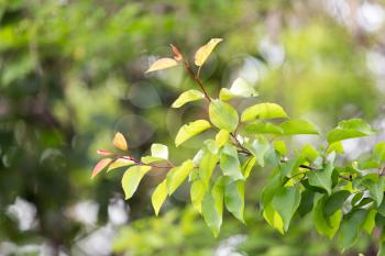 beautiful leaves on the tree in nature