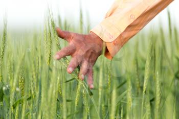 hand on an ear of wheat