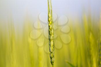 ears of wheat on the nature